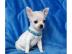 Chihuahua mini-toy 150 euros