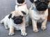 Mops Welpen Jetzt bereit zu gehen
