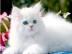 GCCF registriert Persisch Katze(Prinzess