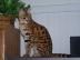 Affortable gesunde Savannah K�tzchen
