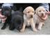 Labrador Welpen in Blond. 