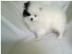 pommerschen Welpen verf�gbar WhatsApp +4