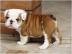 Reinrassige Mini Englische Bulldogge Wel