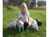 Bildsch�ne Labrador welpen in Blond und