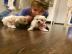 MINI Toy Bichon Frise welpen