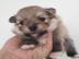 Mini Pomeranian Welpen