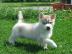Gesunde und sch�ne siberian husky f�r