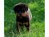 *Rottweiler sucht neues Paradies*