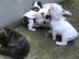Wundersch�ne Franz�sischeBulldoggen-baby