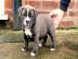 S??e American Pitbull Blueliner Welpen