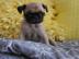 mops welpen