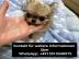 s��e MINI chihuahua welpen mit Papieren