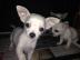 s��e chihuahua Welpen