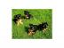reinrassige Yorkshire Terrier Welpen (kl