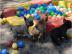 Liebevoll Franz�sische Bulldoggen aus V