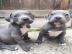 American Pitbull Terrier Welpen (Rednose