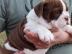 6 kleine Englische bulldoggen welpen zu