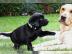wunderschoene labradorwelpen suchen neue