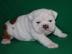 Englische Bulldogge Welpen
