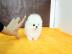 Zwergspitz Pomeranian Welpen Black / and