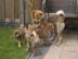 neues Zuhause Mini Shiba Inu Welpen