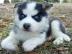 Super entz?ckende Siberian Husky Welpen. 