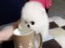 Reinrassige Pomeranian Puppies verf�gbar