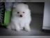 Mini Pom, Pomeranian, Zwergspitz, Teddy