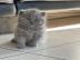 Wundersch?n BKH Kitten mit Stammbaum