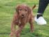 Irish setter puppies