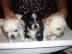 Chihuahua Babys LH & KH
