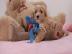 Wir haben einen sch�nen goldenen Doodle-