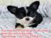 Chihuahua Welpe/WhatsApp:+4915510348975