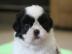 Shih Tzu Welpen