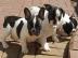 Franz?sische Bulldogge Welpe R?de H?ndin