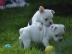 Franz�sische Bulldoggen Welpen