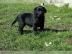 Reinrassige Labrador Retriever Welpen