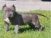 American Pitbull Blue Line Reinrassig. . . 