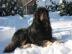 Tibetdogge, Tibetmastiff, Do Khyi Welpen