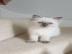 Reine Ragdoll K?tzchen. 