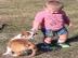 English Bulldogge Cubs