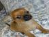 Chihuahua Babys