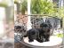 Labrador Welpen mit Papieren,0CC