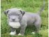 Awesome Blue Pitbull Welpen