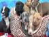 American pitbull welpen 12 wochen alt