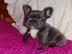 Reinrassige Franzosische Bulldogge Welpe