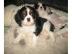 Tricolour Cavalier king charles welpen
