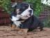 English Bulldog Welpen mit Papiere