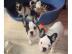 Qualit�t Franz�sische Bulldogge Welpen