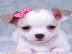 Mini-Chihuwahua-Welpen f�r ein liebevoll